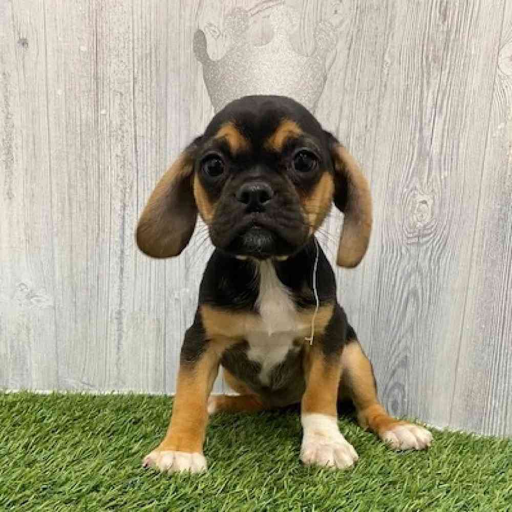 Female Puggle Puppy for Sale in Braintree, MA