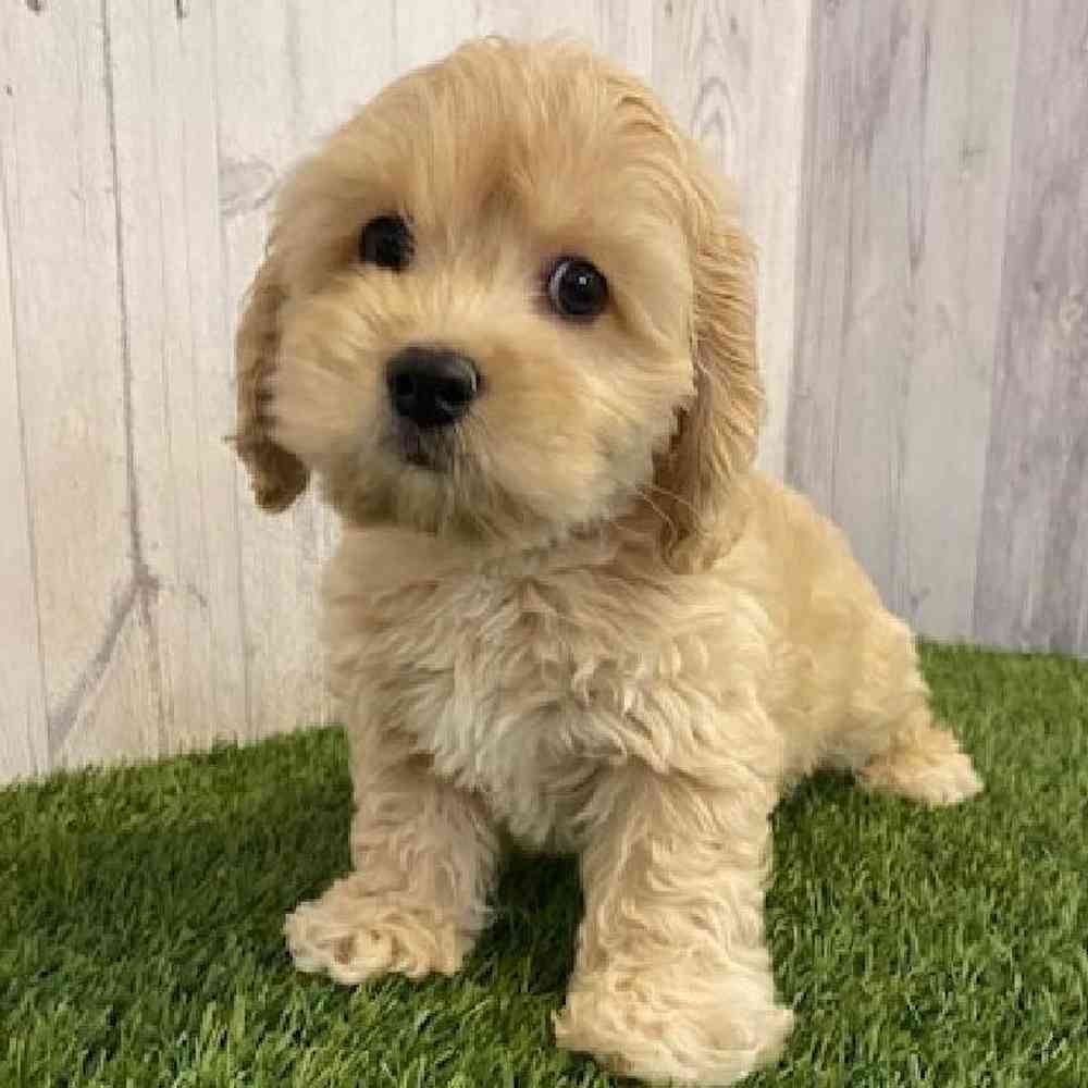 Male CockaChon Puppy for sale