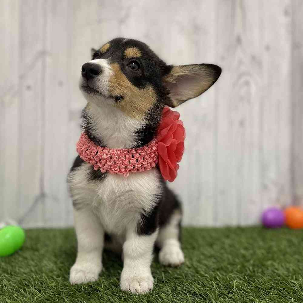 Female Pembroke Welsh Corgi Puppy for Sale in Braintree, MA