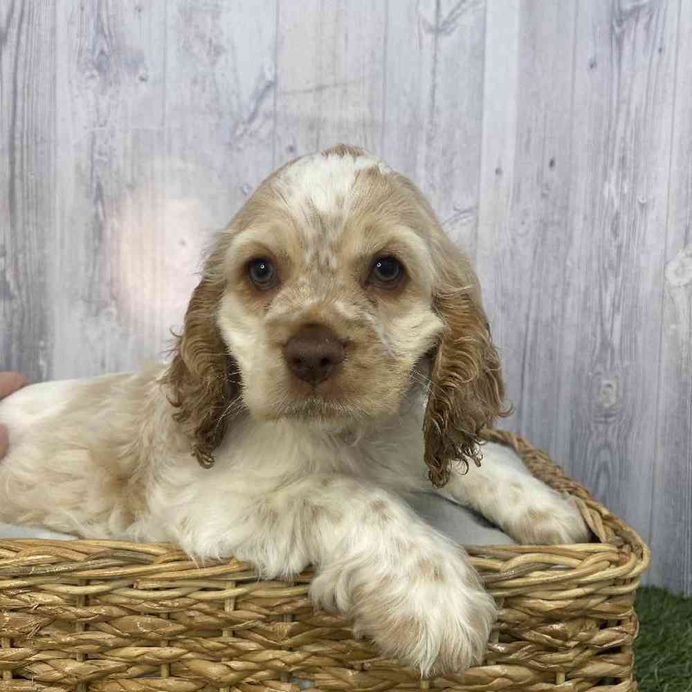 Female Cocker Spaniel Puppy for Sale in Saugus, MA