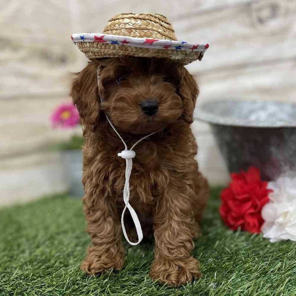 Male Cockapoo 2nd Gen Puppy for Sale in Braintree, MA