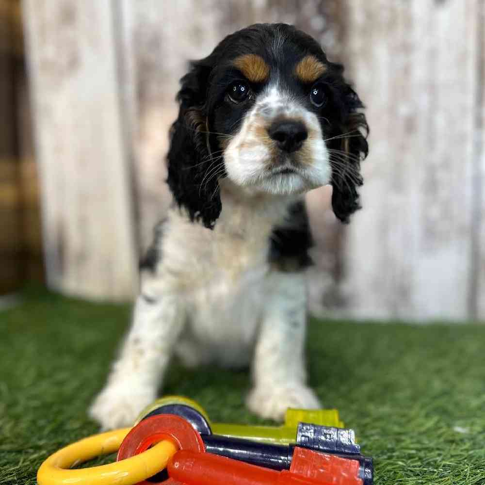 Male Cocker Spaniel Puppy for Sale in Saugus, MA