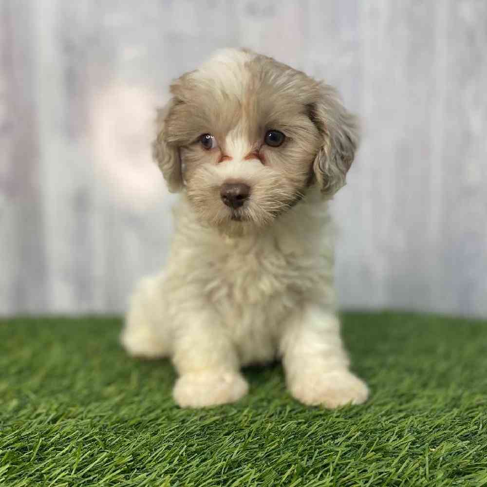Female Havapoo Puppy for Sale in Saugus, MA