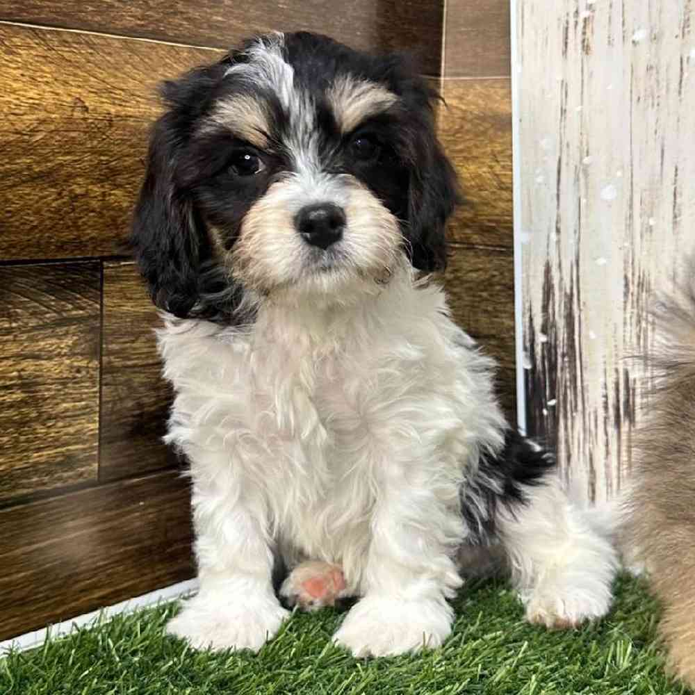 Male Cavachon Puppy for Sale in Saugus, MA