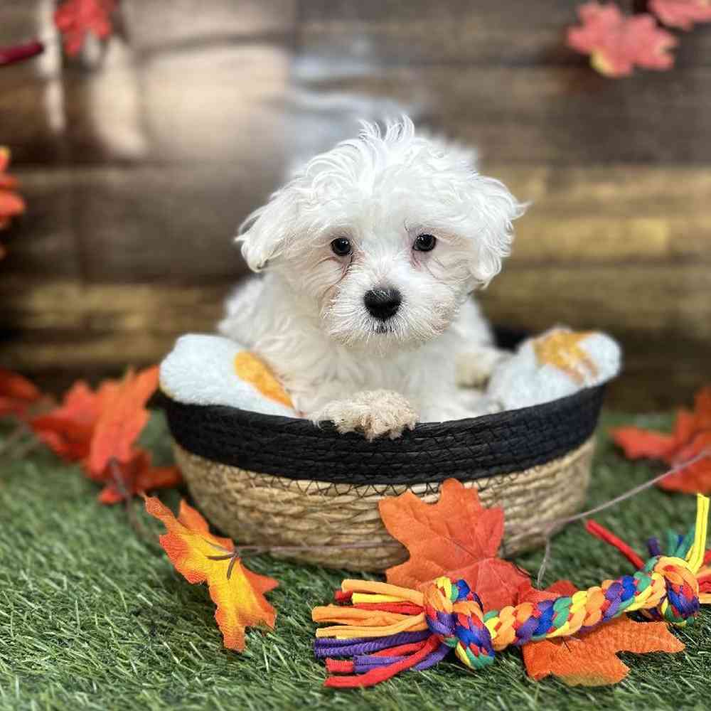 Male Maltese Puppy for Sale in Saugus, MA