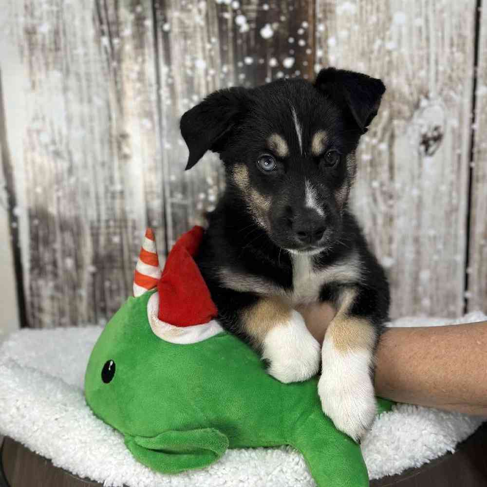 Male Australian Husky Puppy for Sale in Saugus, MA