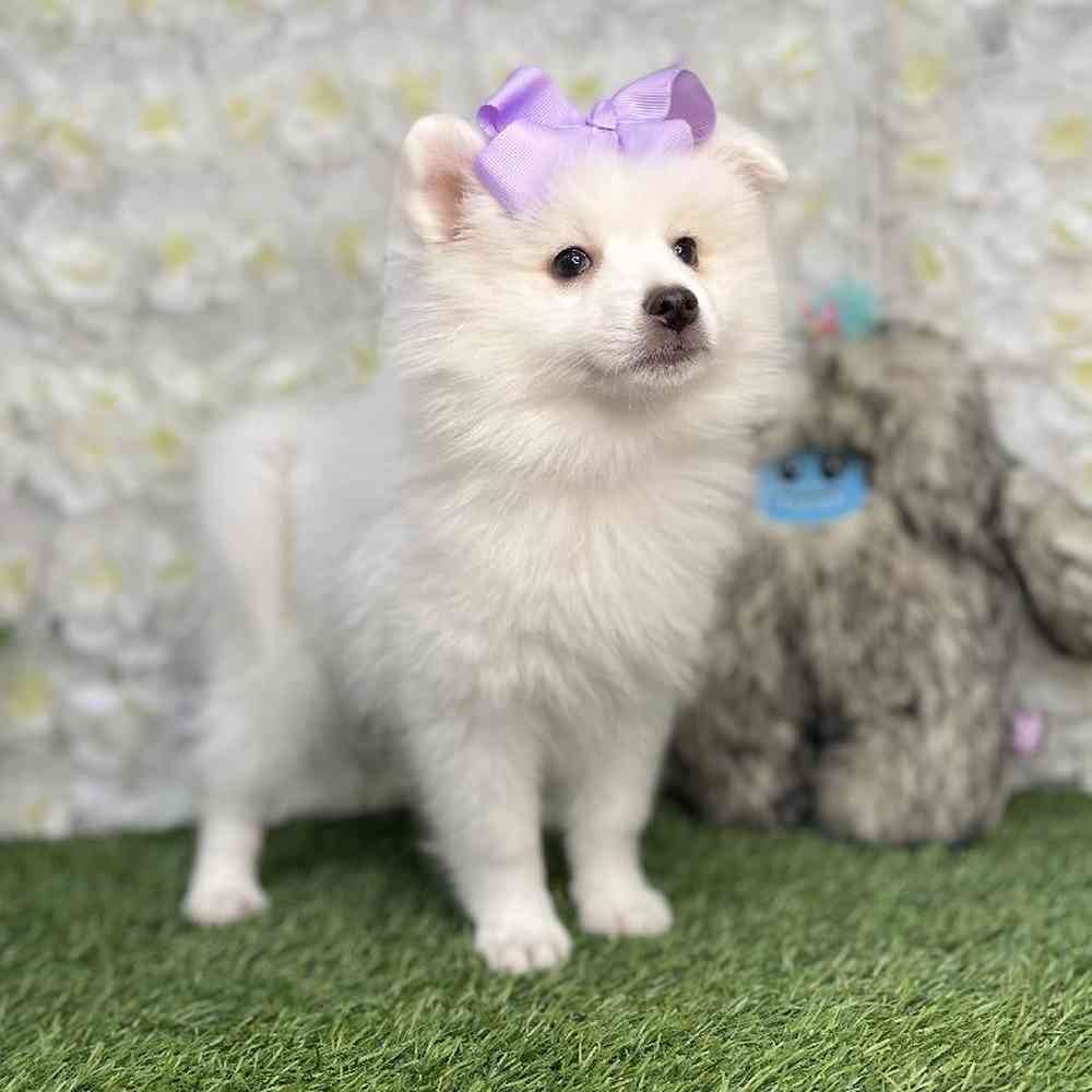 Female American Eskimo Puppy for Sale in Braintree, MA