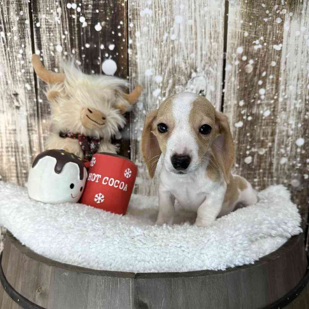 Male Dachshund Puppy for Sale in Saugus, MA