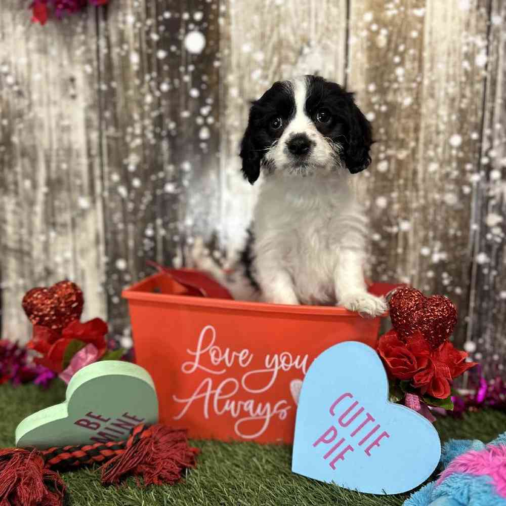 Male Cavachon Puppy for Sale in Saugus, MA