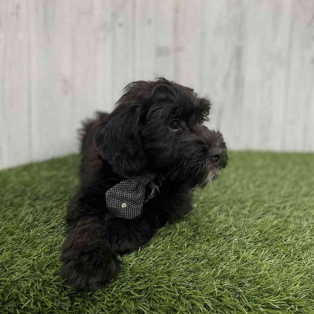 Male Mini Whoodle Puppy for sale