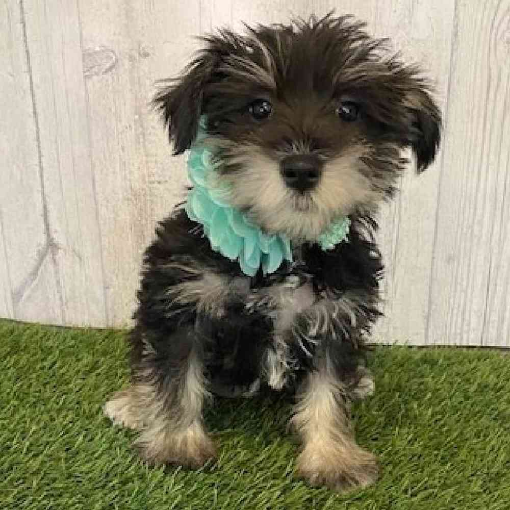 Female Miniature Schnauzer Puppy for Sale in Saugus, MA