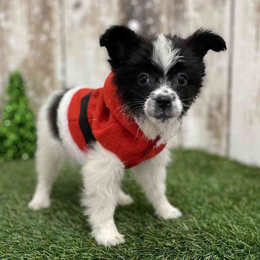 Female Papillon Puppy for Sale in Braintree, MA