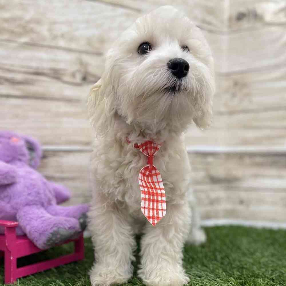 Male Schnoodle Puppy for Sale in Braintree, MA