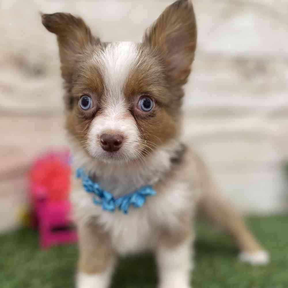 Female Toy Australian Shepherd Puppy for Sale in Braintree, MA