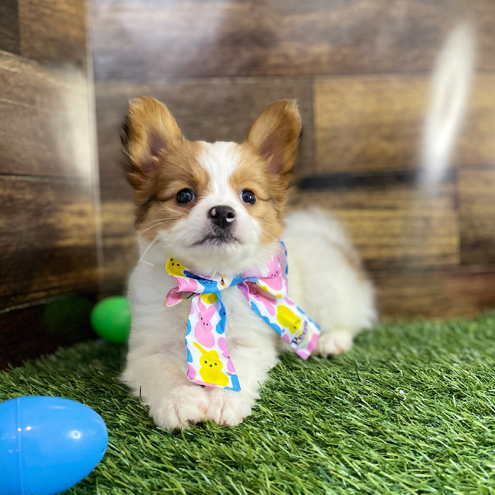 Female Papillon Puppy for Sale in Braintree, MA