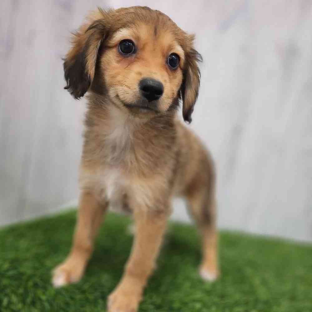 Female Mini Aussiedoodle Puppy for Sale in Braintree, MA