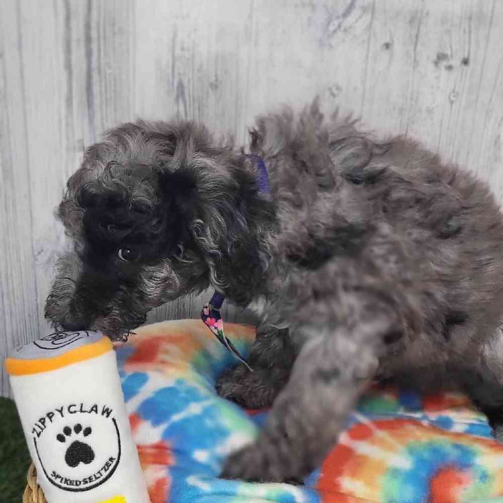 Male Poodle Moyen (Medium) Puppy for Sale in Saugus, MA