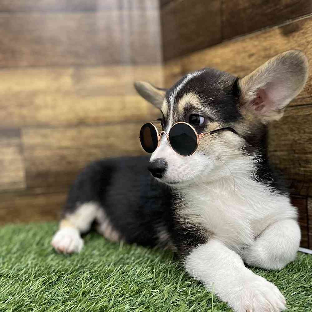 Female Pembroke Welsh Corgi Puppy for Sale in Braintree, MA