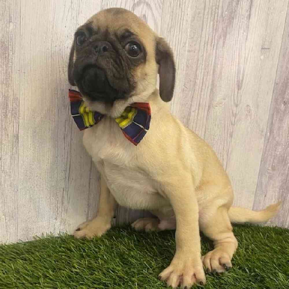 Male Pug Puppy for sale