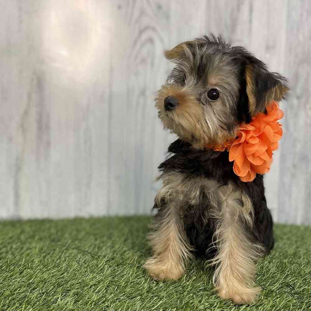 Female Yorkshire Terrier Puppy for sale