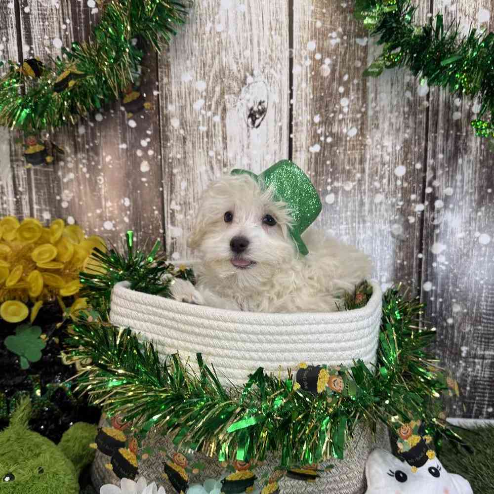 Male Malti-Poo Puppy for Sale in Saugus, MA