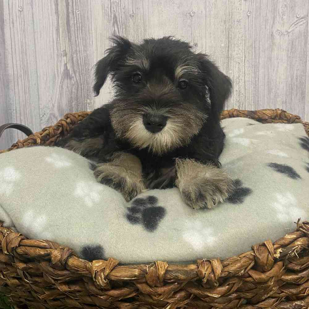 Male Miniature Schnauzer Puppy for Sale in Saugus, MA