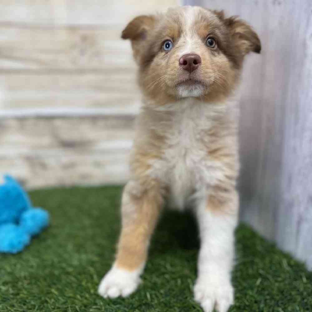 Male Miniature Australian Shepherd Puppy for Sale in Saugus, MA