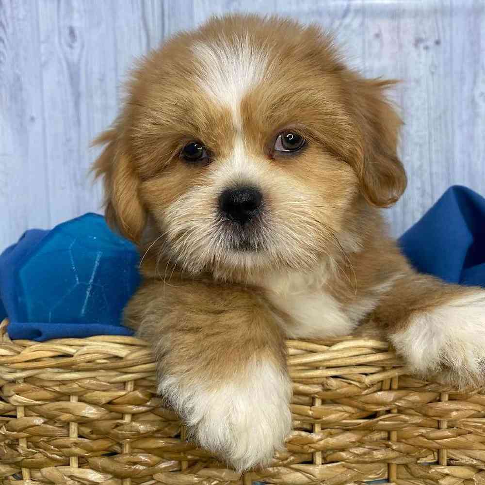 Male Lhasa Apso Puppy for Sale in Saugus, MA