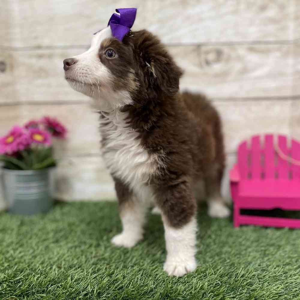 Female Miniature Australian Shepherd Puppy for Sale in Braintree, MA