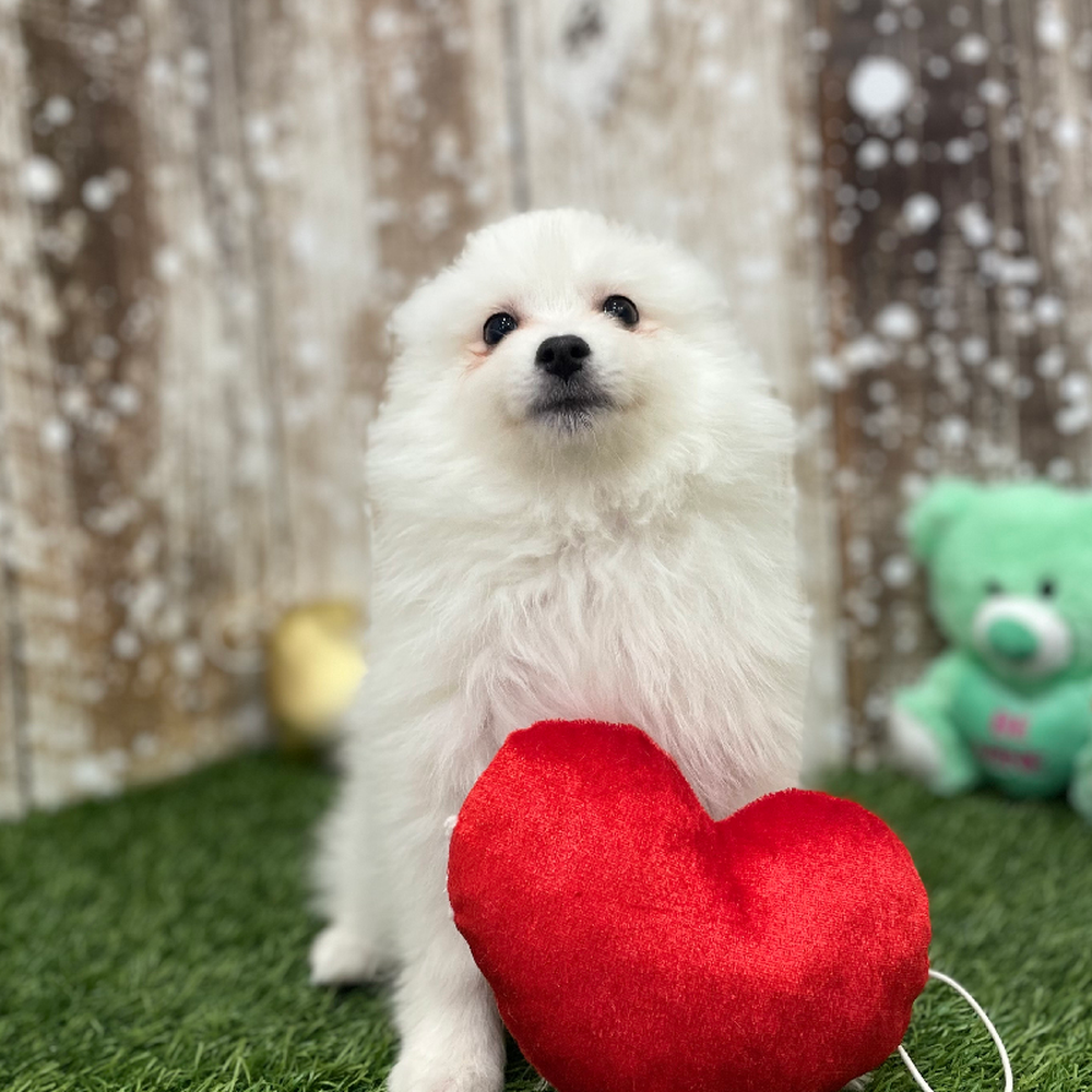 Female American Eskimo Puppy for Sale in Braintree, MA