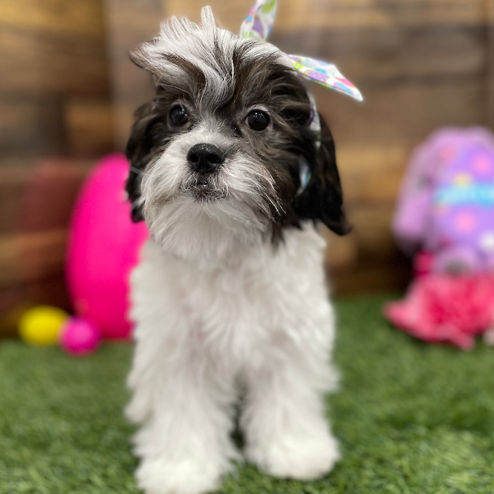 Female Teddy Bear (Zuchon) Puppy for Sale in Braintree, MA