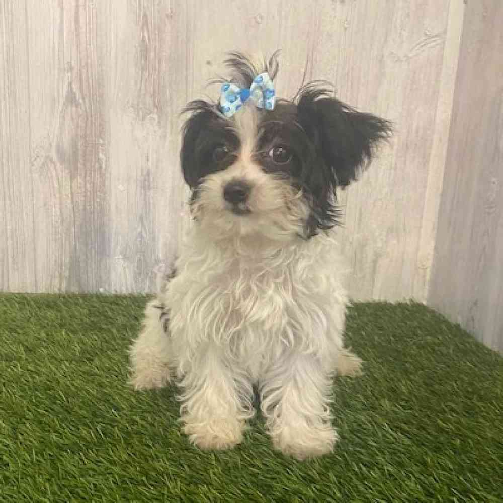 Female Yorkie-Poo Puppy for sale
