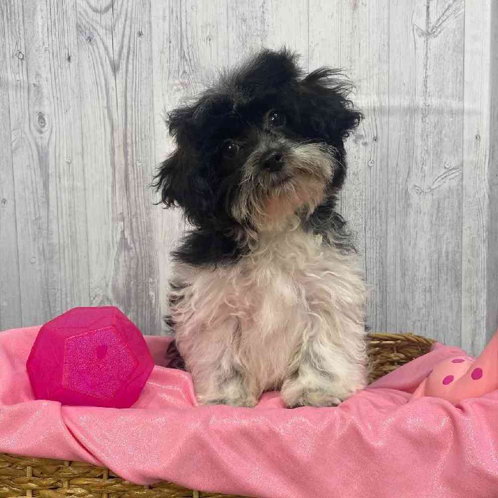 Female Shih-Poo Puppy for Sale in Saugus, MA