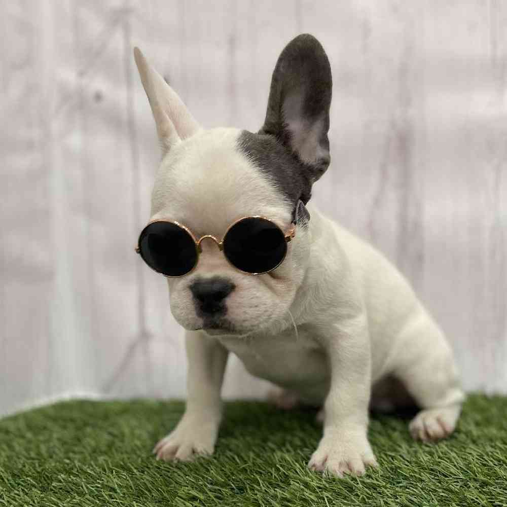 Male French Bulldog Puppy for Sale in Braintree, MA