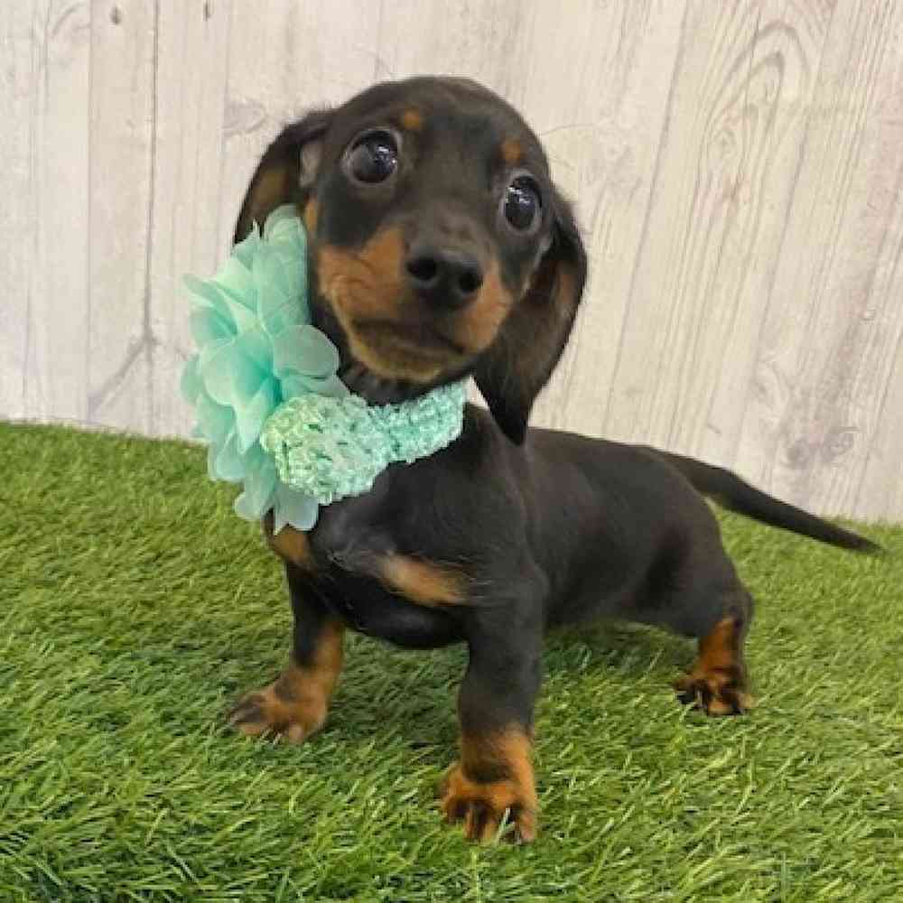 Female Dachshund Puppy for sale
