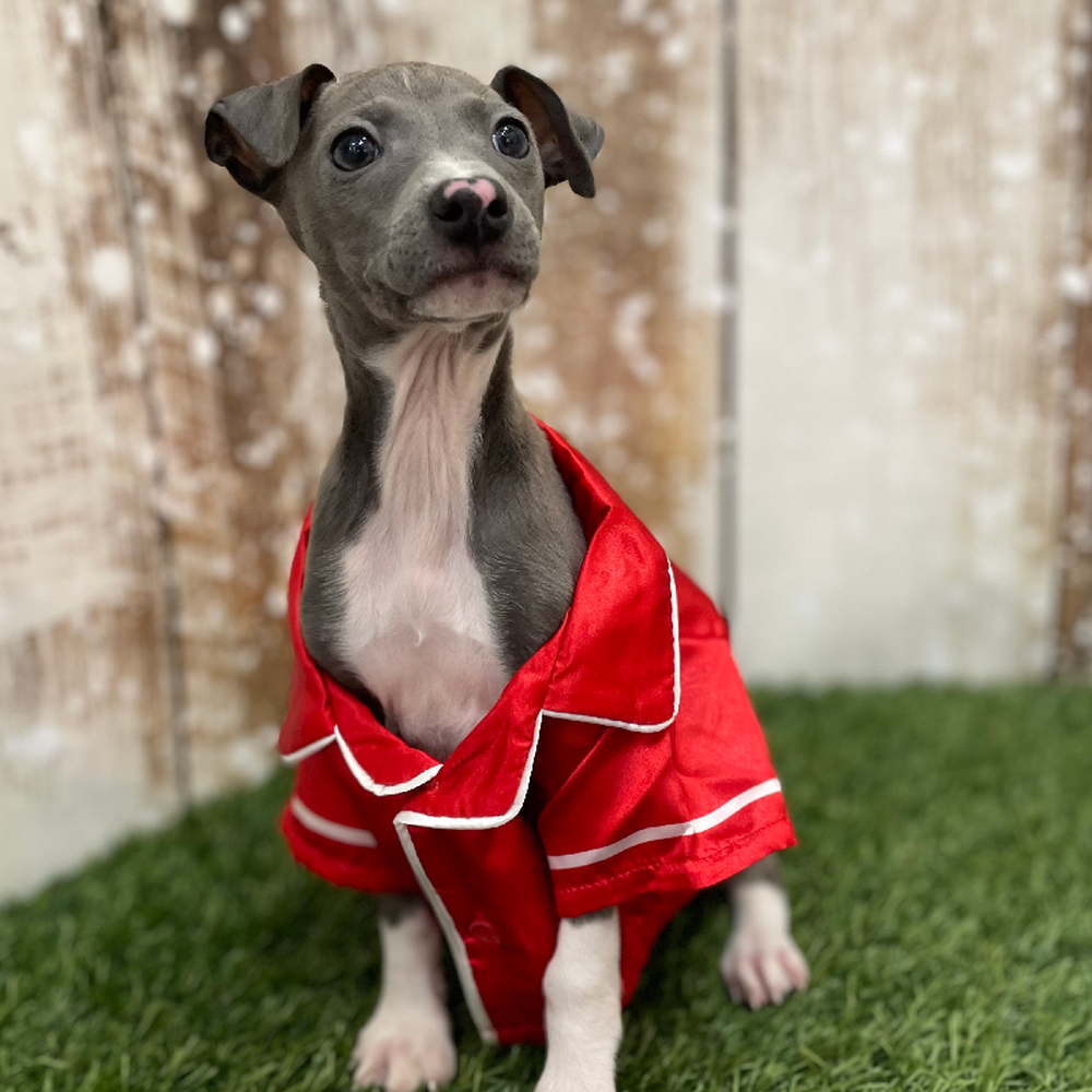 Male Italian Greyhound Puppy for Sale in Braintree, MA
