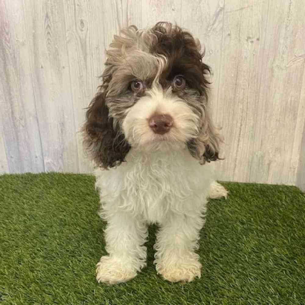 Male Cockapoo Puppy for sale