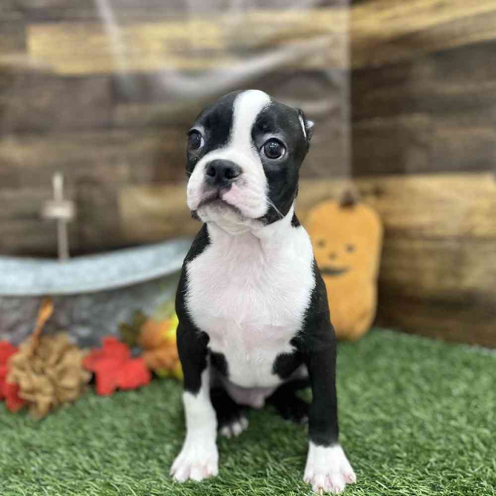 Male Boston Terrier Puppy for Sale in Braintree, MA