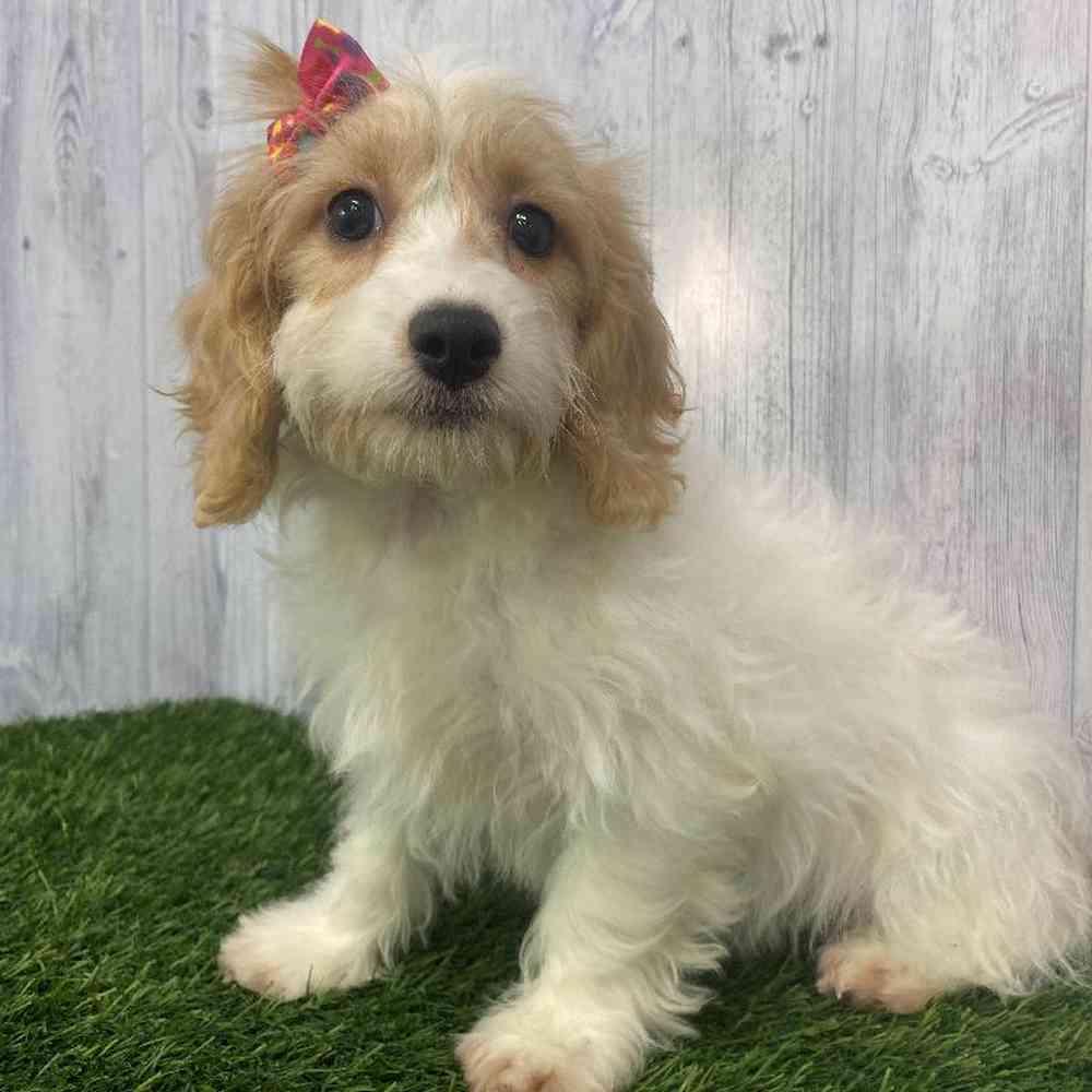 Female Cockapoo Puppy for Sale in Saugus, MA