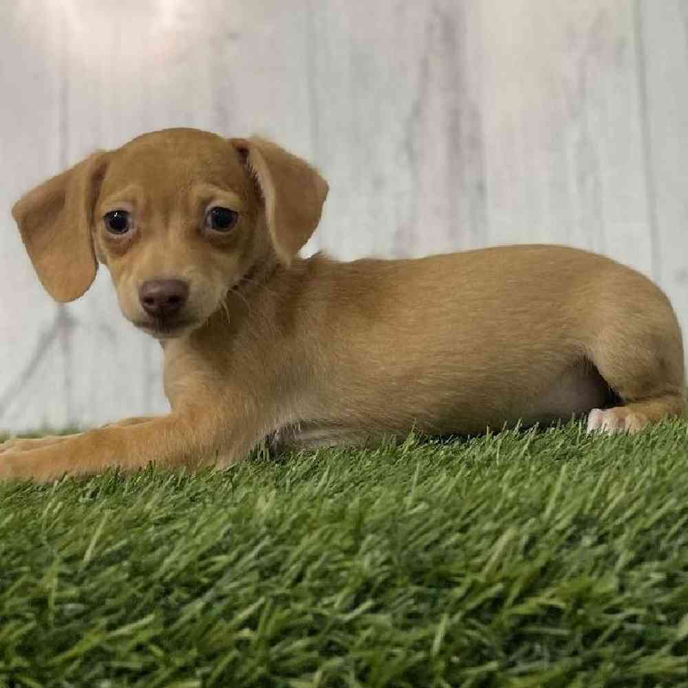 Female Chiweenie Puppy for sale