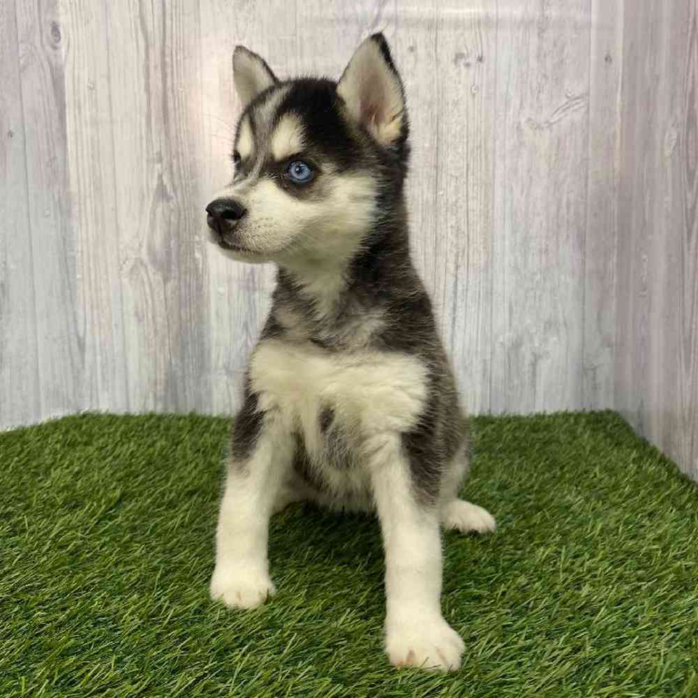 Female Alaskan Klee Kai Puppy for Sale in Saugus, MA