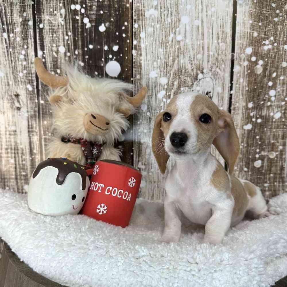 Male Dachshund Puppy for Sale in Saugus, MA