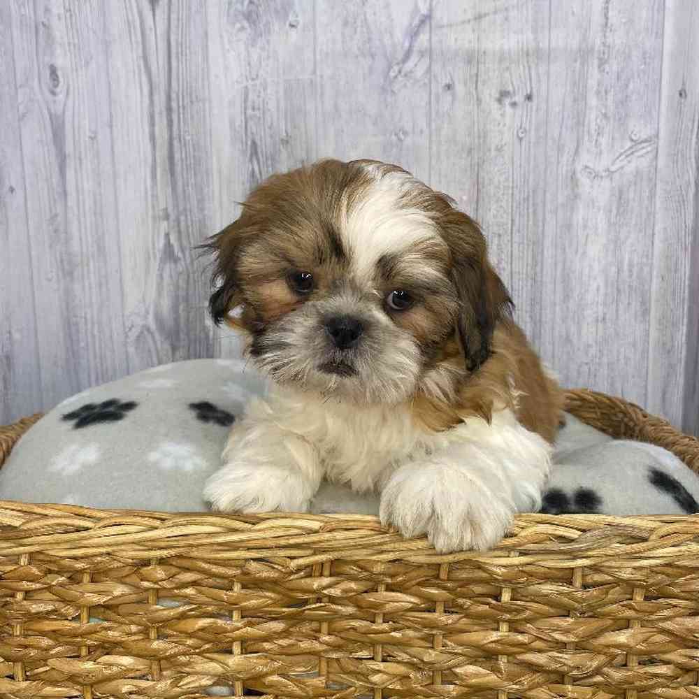 Female Shih Tzu Puppy for Sale in Saugus, MA