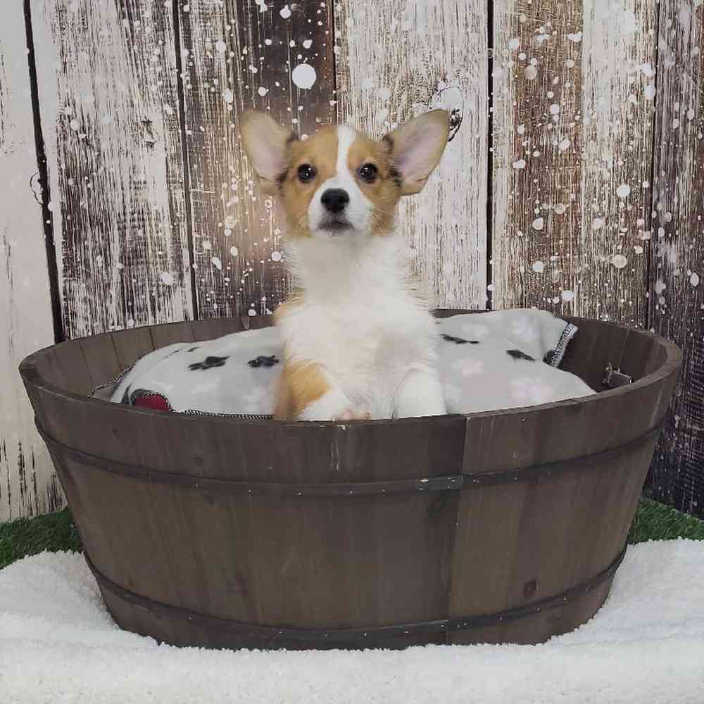 Female Pembroke Welsh Corgi Puppy for Sale in Saugus, MA