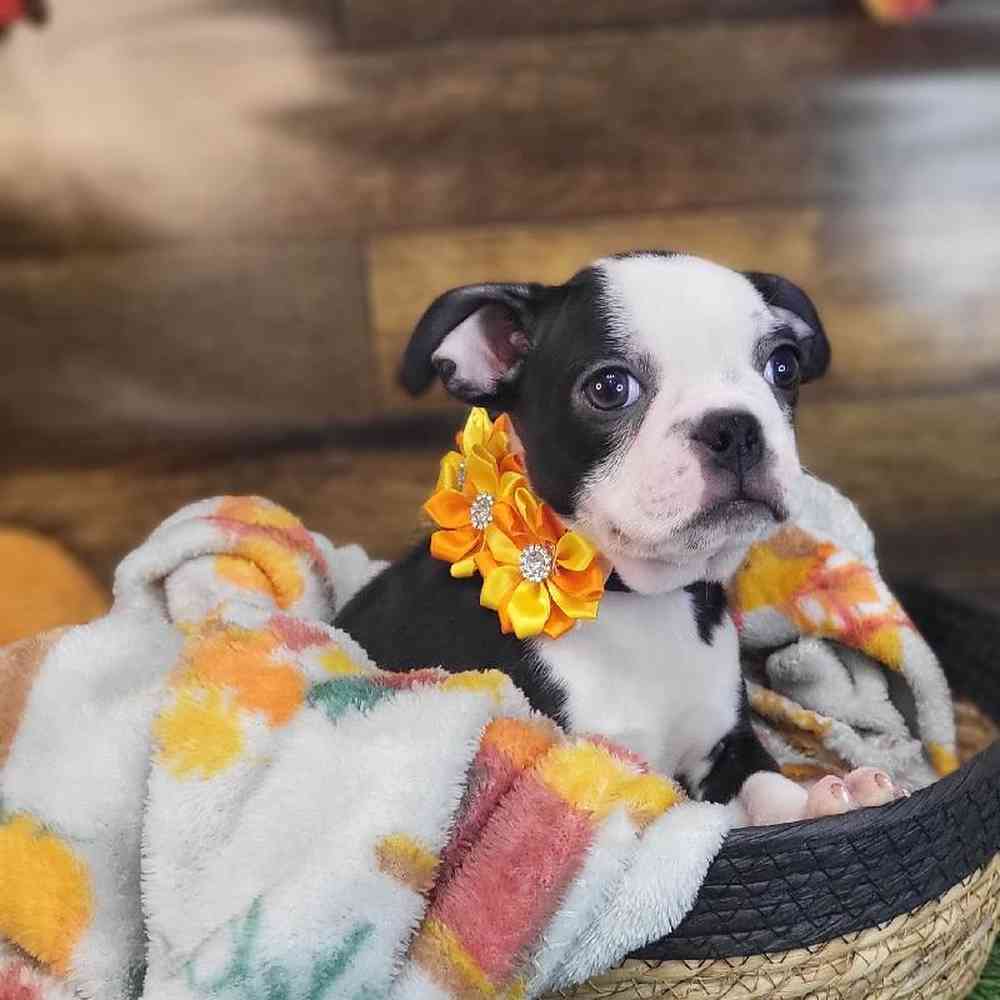 Female Boston Terrier Puppy for Sale in Saugus, MA