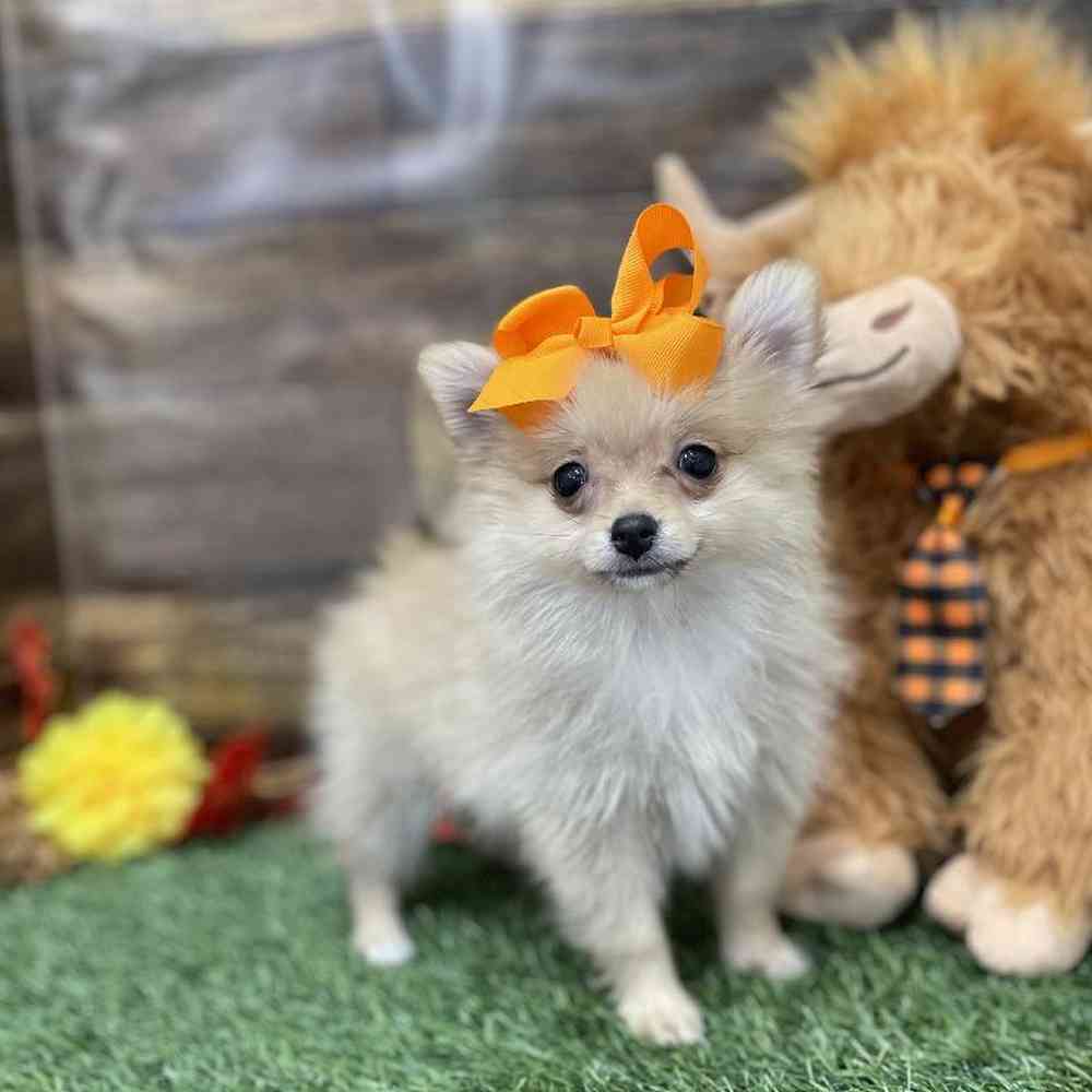 Female Pomeranian Puppy for Sale in Braintree, MA
