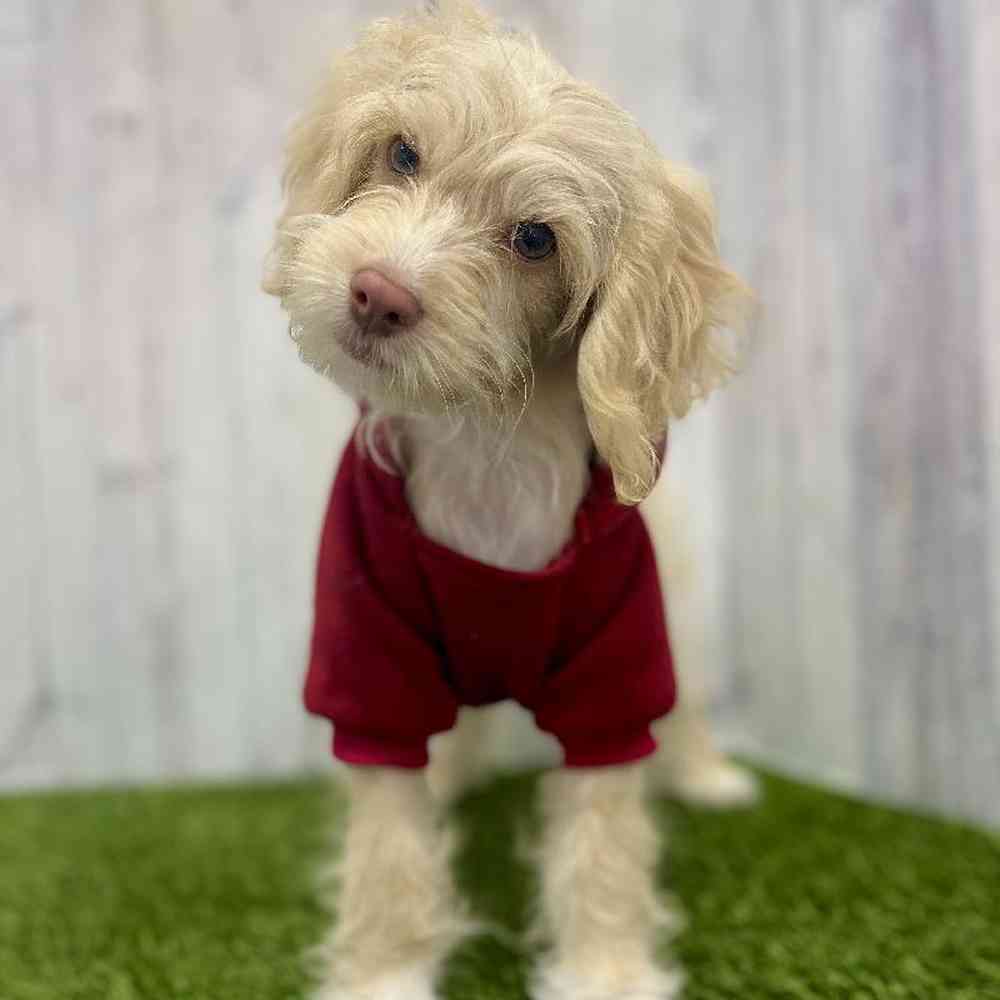Male Cockapoo Puppy for Sale in Braintree, MA