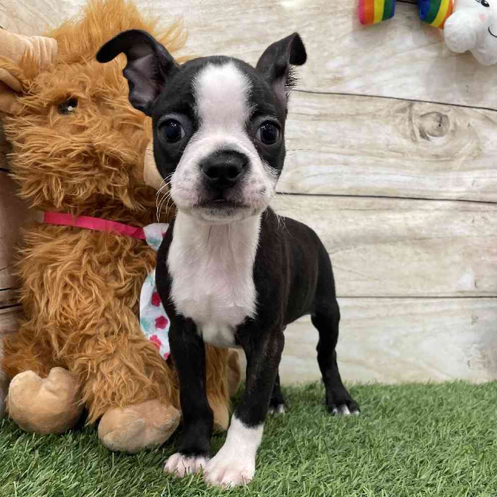 Male Boston Terrier Puppy for Sale in Braintree, MA