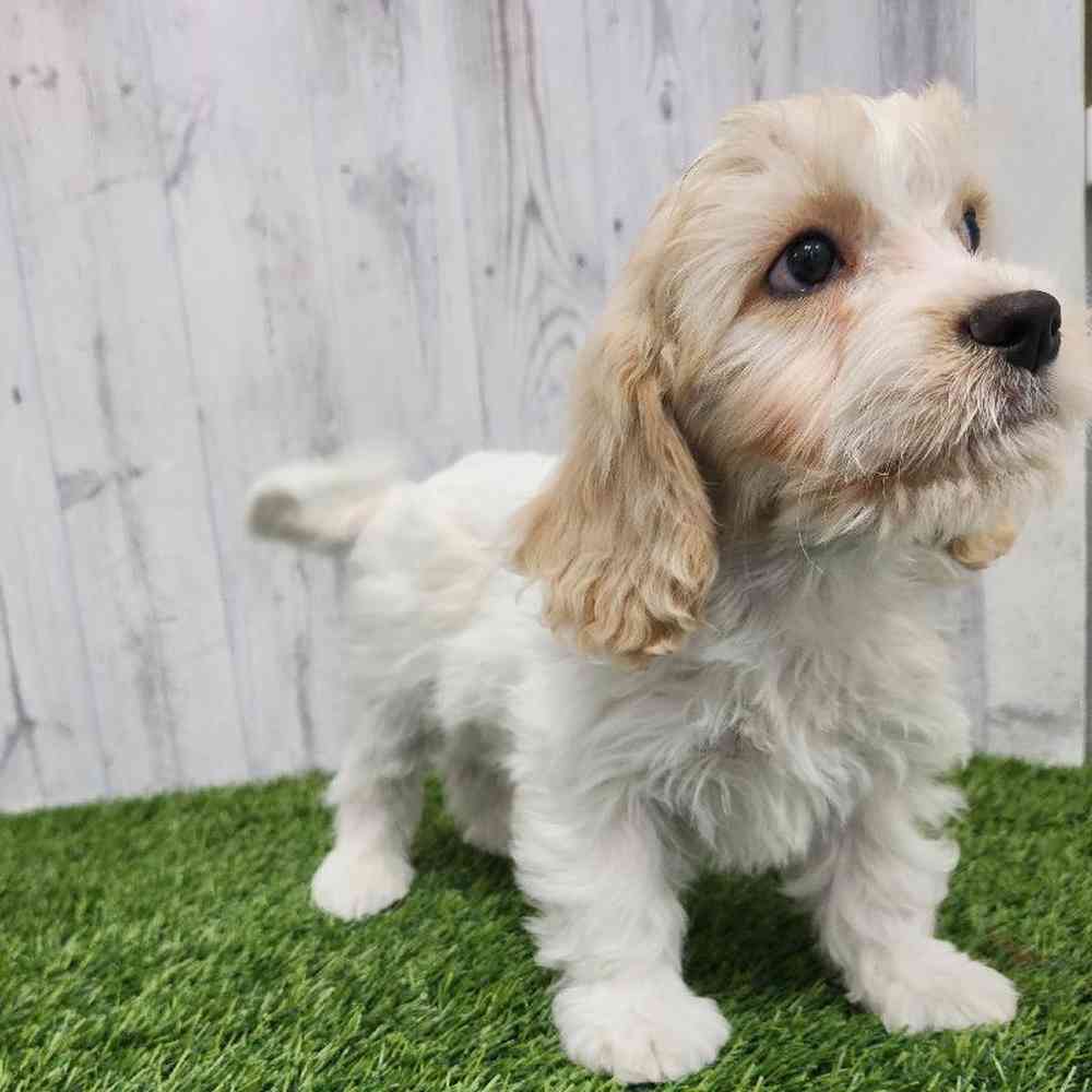 Male Cavachon Puppy for Sale in Braintree, MA