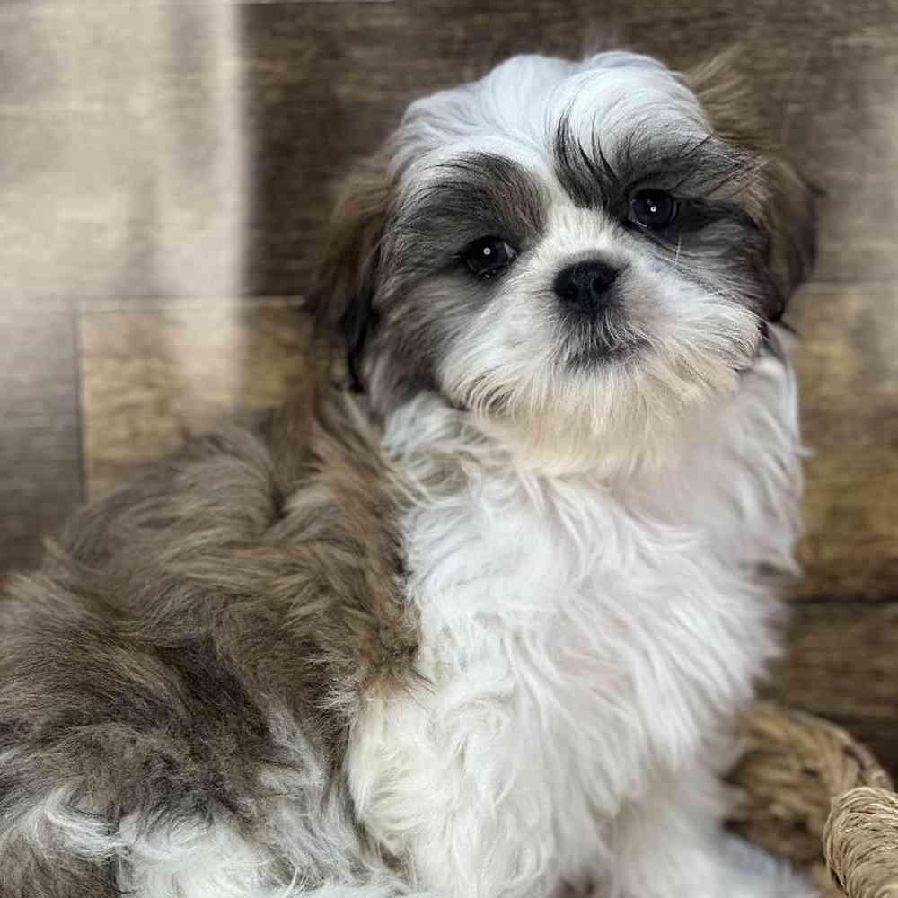Male Shih Tzu Puppy for Sale in Saugus, MA